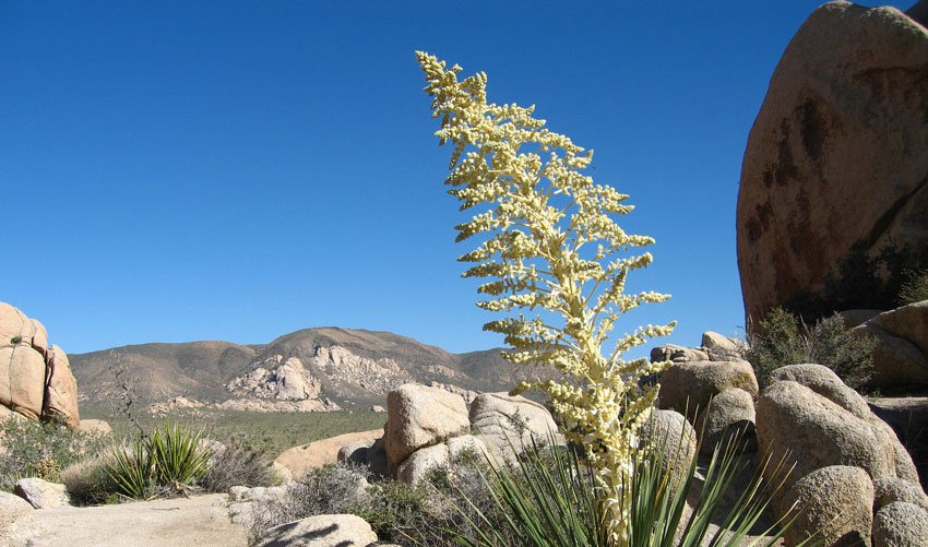 Photo by Joshua Tree National Park