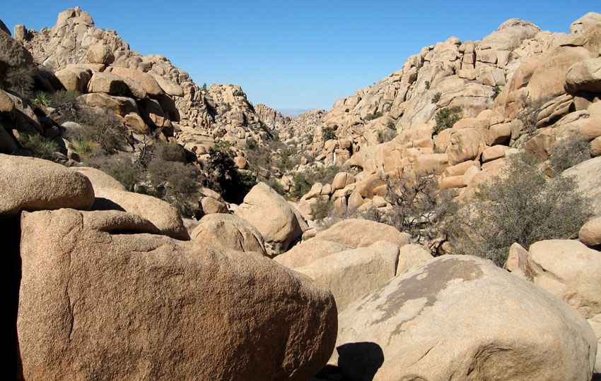 Photo by Joshua Tree National Park