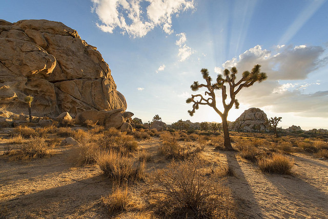 joshua tree