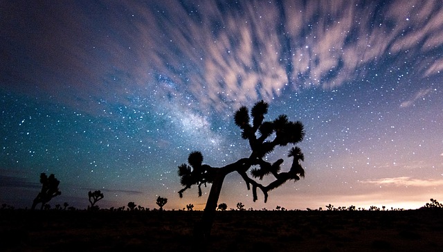 joshua tree