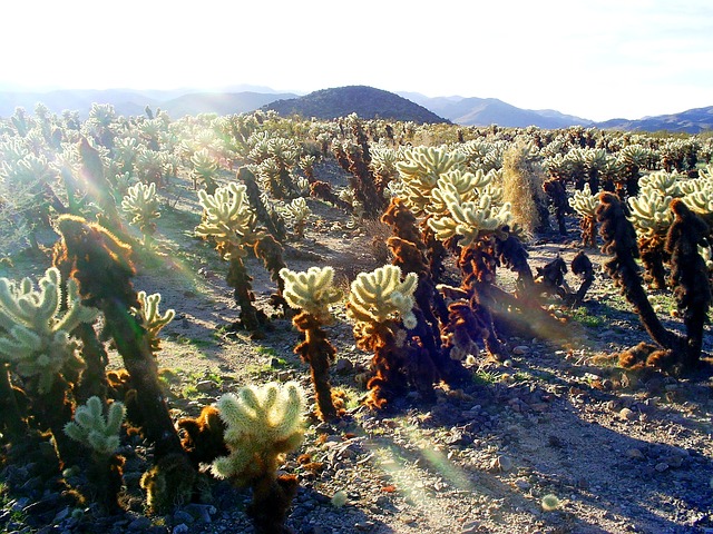 joshua tree