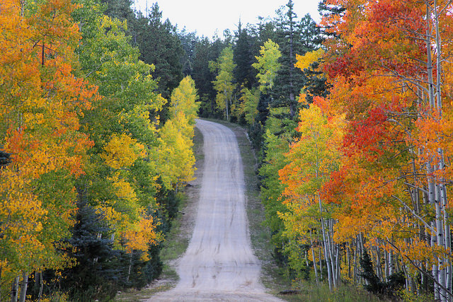 kaibab forest