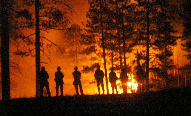 kaibab forest