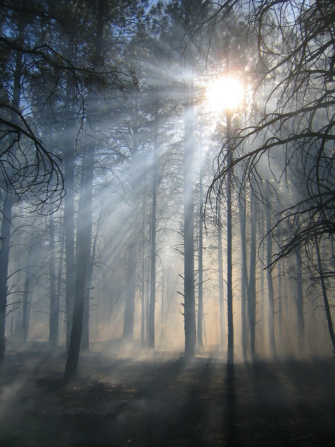 kaibab forest